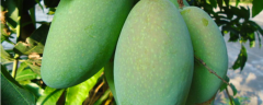 青芒籽盆栽的种植方法，芒果如何判断生熟