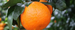怎样种沃柑的籽，沃柑是橘子还是橙子