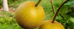梨子籽的种植方法，种植梨子的环境要求