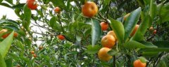 金钱橘籽的种植方法，附金钱橘的养护方法