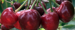 大樱桃籽有什么种植方法，这三点是关键