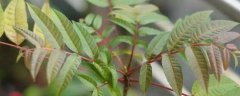 香椿树籽种植方法，附生长习性