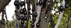 怎么种树葡萄籽，附树葡萄的种植方法
