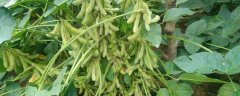 黄豆的种植方法，怎样防治病虫害