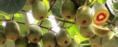 白猕猴桃的种植方法，从种子处理、育苗、移植、浇水等方面来说明