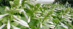 玉簪花种子多少钱一斤，附种植方法