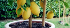 让盆栽柠檬树长得好的种植方法，通常需要几年结果