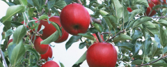 苹果要怎样种才能有好的收成,采收要注意哪些要点