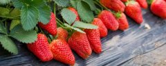 草莓种植户在给草莓移栽时要注意的技术问题，这些7大方面需格外注意