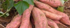 红薯在东北的种植时间，怎样种植才能高产