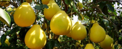 柚子该怎么种植才能获得高产，有什么技术要点吗