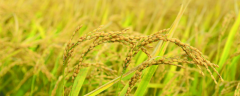 要想获得夏季稻谷高产，该怎么栽培管理，这五点是关键