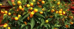 盆栽金橘挂果多的措施，怎样处理掉叶子的情况