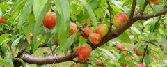 桃树秋季的施肥和管理有哪些要点要注意，详细如下