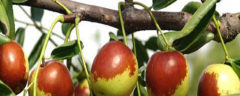 如何给枣树施肥，冬季管理技巧