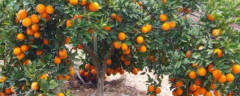 橙子树从种到果实收获需要多久，院子里可以种吗，附种植方法