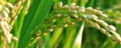 水稻有哪些常见病虫害，怎样防治