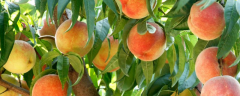桃子该怎么种植，附种植技术要点