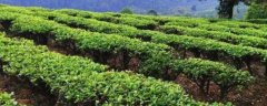 茶树最佳种植时间是？适合生长在什么土壤和环境？