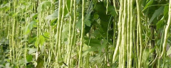 有机豇豆秋季露地高产种植技术，品种怎么选择