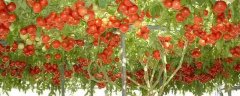 茄果类有机蔬菜病虫草害综合防治技术，详细介绍