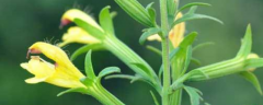 玄参科龙面花有哪些养殖方法，该如何繁殖，养了可以发挥什么作用