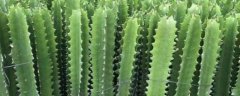 盆栽霸王鞭的养殖方法，霸王鞭的生长习性