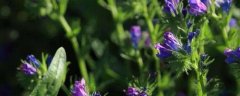紫草高产栽培技术，附生长习性