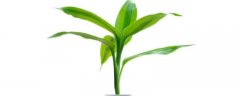 富贵竹栽培技术，富贵竹喜欢半阴的环境