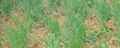 分葱高产种植技术，附分葱的生长习性及繁殖技术