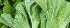 芥菜疙瘩种植技术，附芥菜疙瘩的生长习性