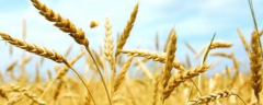 冬小麦优质高产栽培种植技术，主要有以下几点
