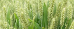 小麦种子价格及种植方法，附小麦的播种方法