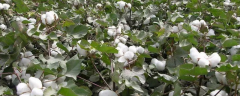 棉花种植技术，附种植条件