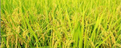 有机水稻种植技术，附有机水稻的栽培条件和田间的管理