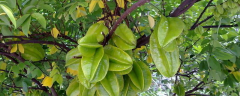 杨桃树种植技术，生长习性是什么