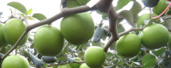 青枣高产种植技术，生长特性是什么