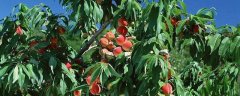 桃树的种植技术，桃树的种植环境
