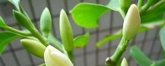 白兰花种子价格及种植方法，附繁殖方法