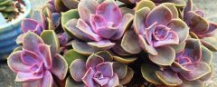 紫珍珠的养殖方法，生长习性是什么