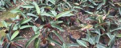 紫背竹芋的养殖方法，生长习性是什么