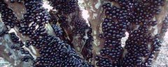 树葡萄种植技术，树葡萄生长习性