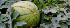 无籽西瓜的高效栽培技术，详细介绍
