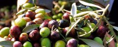 橄榄树种植技术，橄榄树的生长习性