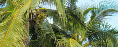 椰子树种植技术，附生长习性和栽培品种