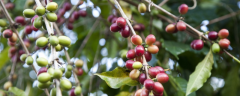 咖啡树种植条件，附生长习性和栽培历史