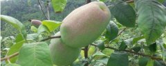 木瓜树种植技术，附繁殖方法