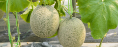 香瓜种子种植方法，附栽培条件和品种