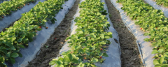 草莓种子的种植方法，注重苗期的管理