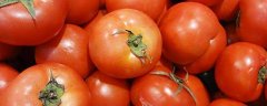 番茄种子怎么种？什么季节种植合适